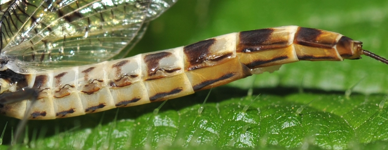 Ephemera vulgata?